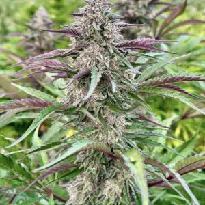 Lemon Cherry Gelato | Photo Fem | Atlas R&D Line | 5 pack