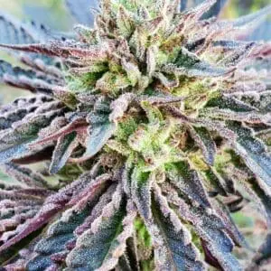 Mendo Cookie | Photo Fem | Atlas R&D Line | 5 pack