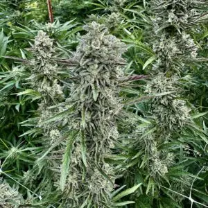 Mendo Fatso (Fast Finishing) | Photo Fem | Atlas R&D Line | 5 pack