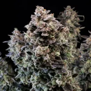 Mendo Star Auto | Autoflower Fem | Atlas R&D Line | 5 pack