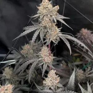 Mimosa | Photo Fem | Atlas R&D Line | 5 pack