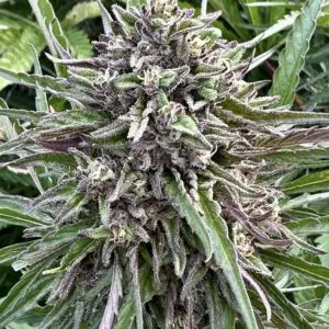 Mimosa Auto | Autoflower Fem | Atlas R&D Line | 5 pack