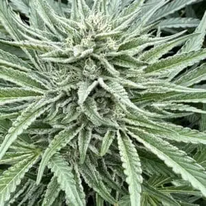 Nimbus Snacks (Fast Finishing) | Photo Fem | Atlas R&D Line | 5 pack