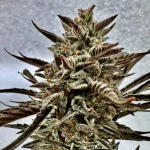 Orange Garlic Auto | Autoflower Fem | Atlas R&D Line | 5 pack