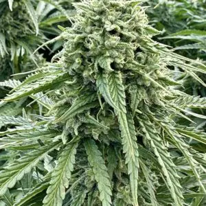 Orange Papaya Auto | Autoflower Fem | Atlas R&D Line | 5 pack