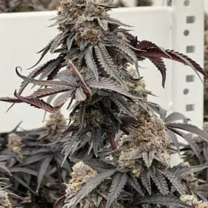 Oreo Banana Cream | Photo Fem | Atlas R&D Line | 5 pack