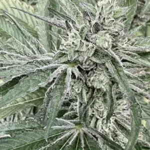 Oreoz Breath | Photo Fem | Atlas R&D Line | 5 pack