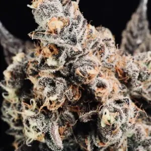 Oreo Crasher | Photo Fem | Atlas R&D Line | 5 pack