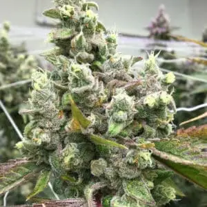 Oreoz Dream | Photo Fem | Atlas R&D Line | 5 pack