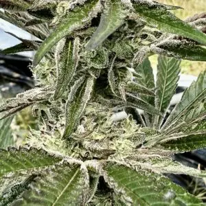 Oreoz Ice Cream Cake | Photo Fem | Atlas R&D Line | 5 pack