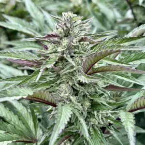 PURPLE PUNCH s1 | Photo Fem | Atlas R&D Line | 5 pack