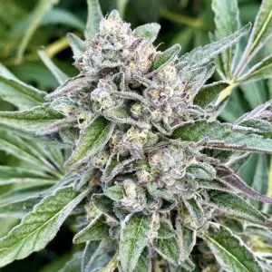 Papaya Banana Bomb | Photo Fem | Atlas R&D Line | 5 pack