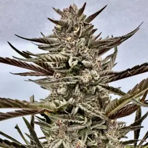 Papaya Breath Auto | Autoflower Fem | Atlas R&D Line | 5 pack