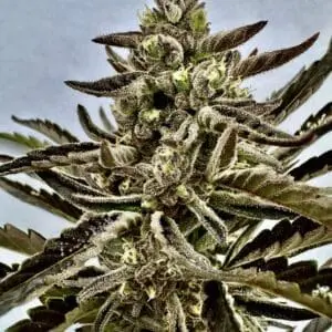 Papaya GMO Auto | Autoflower Fem | Atlas R&D Line | 5 pack