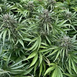 Peach Punch | Photo Fem | Atlas R&D Line | 5 pack