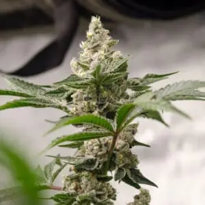 Peanut Butter Crashers | Photo Fem | Atlas R&D Line | 5 pack