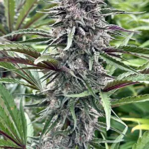 Permanent marker s1 | Photo Fem | Atlas R&D Line | 5 pack