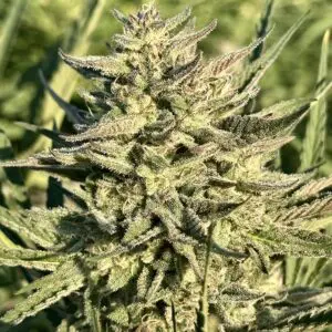 Perminant Marker | Photo Fem | Atlas R&D Line | 5 pack