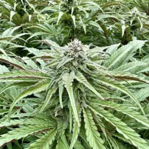 Purple Banana Punch | Photo Fem | Atlas R&D Line | 5 pack