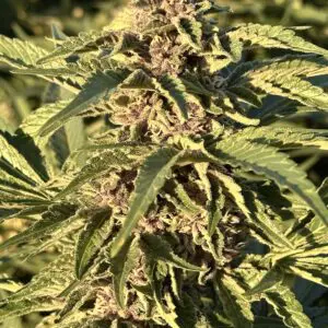 Purple Cherry Sunset | Photo Fem | Atlas R&D Line | 5 pack