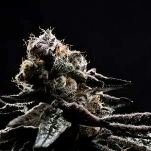Purple Frosted Girl Scout Cookie | Photo Fem | Atlas R&D Line | 5 pack