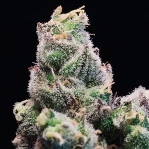 Red Runtz #1 s1 | Photo Fem | Atlas R&D Line | 5 pack