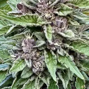 Red Runtz Auto | Autoflower Fem | Atlas R&D Line | 5 pack