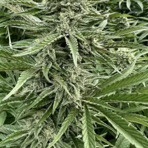 SFV OG (Fast Finishing) | Photo Fem | Atlas R&D Line | 5 pack