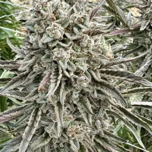 Sherbanger 22 (Fast Finishing) | Photo Fem | Atlas R&D Line | 5 pack