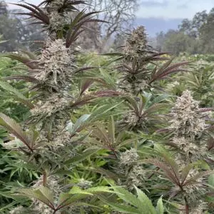 Sour Cookie | Photo Fem | Atlas R&D Line | 5 pack