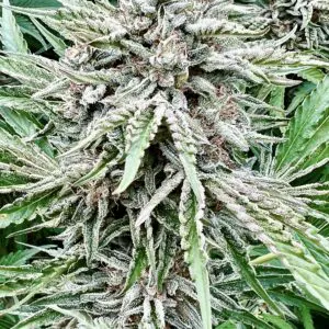 Sour Diesel | Photo Fem | Atlas R&D Line | 5 pack