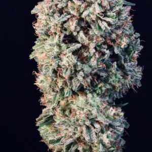 Sour Diesel Auto | Autoflower Fem | Atlas R&D Line | 5 pack