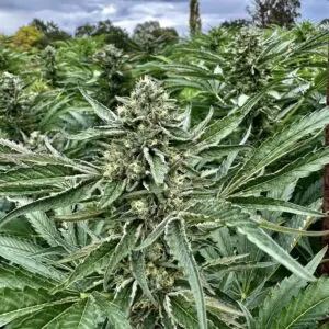 Sour Diesel (Fast Finishing) | Photo Fem | Atlas R&D Line | 5 pack