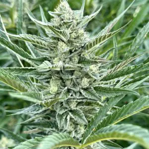 Sour Diesel s1 | Photo Fem | Atlas R&D Line | 5 pack