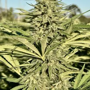 Strawberry Banana Kush | Photo Fem | Atlas R&D Line | 5 pack