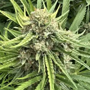 Strawberry Cough Auto | Autoflower Fem | Atlas R&D Line | 5 pack