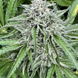Strawberry Diesel s1 | Photo Fem | Atlas R&D Line | 5 pack