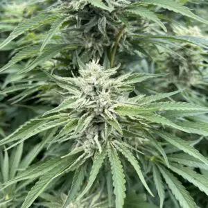Strawberry Cough | Photo Fem | Atlas R&D Line | 5 pack