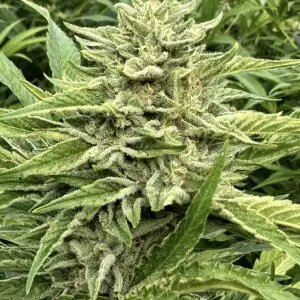 Sundae Driver Auto | Autoflower Fem | Atlas R&D Line | 5 pack