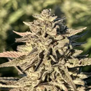 Sunset Sherbert | Photo Fem | Atlas R&D Line | 5 pack