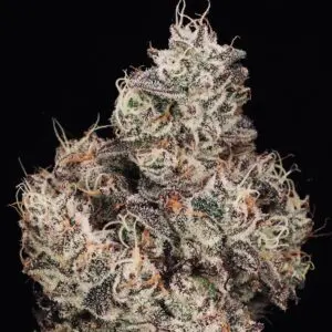 Sunset Sherbert Auto | Autoflower Fem | Atlas R&D Line | 5 pack