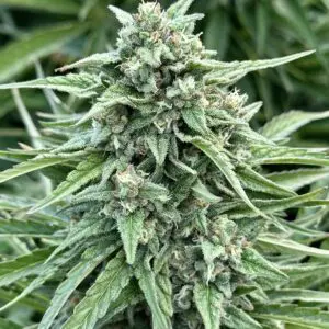 Tangie Star Auto | Autoflower Fem | Atlas R&D Line | 5 pack