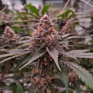 Tropicana Cookies | Photo Fem | Atlas R&D Line | 5 pack