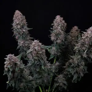 Tropicana Cookies Auto | Autoflower Fem | Atlas R&D Line | 5 pack