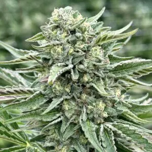 Vanilla Frosting (Fast Finishing) | Photo Fem | Atlas R&D Line | 5 pack