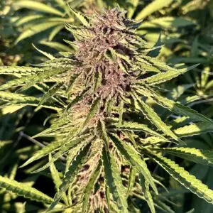 Watermelon Gelato | Photo Fem | Atlas R&D Line | 5 pack