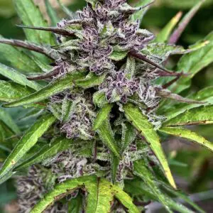 Wedding Breath | Photo Fem | Atlas R&D Line | 5 pack