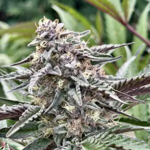 White Runtz | Photo Fem | Atlas R&D Line | 5 pack