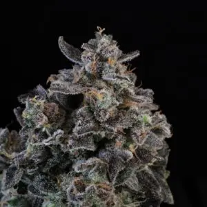 White Runtz Auto | Autoflower Fem | Atlas R&D Line | 5 pack