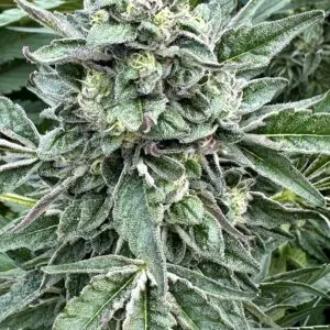 White Runtz s1 | Photo Fem | Atlas R&D Line | 5 pack